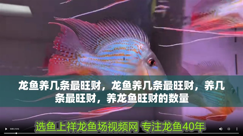 龍魚養幾條最旺財，龍魚養幾條最旺財，養幾條最旺財，養龍魚旺財的數量 龍魚養幾條最旺財，龍魚養幾條最旺財，養幾條最旺財，養龍魚旺財的數量 龍魚百科