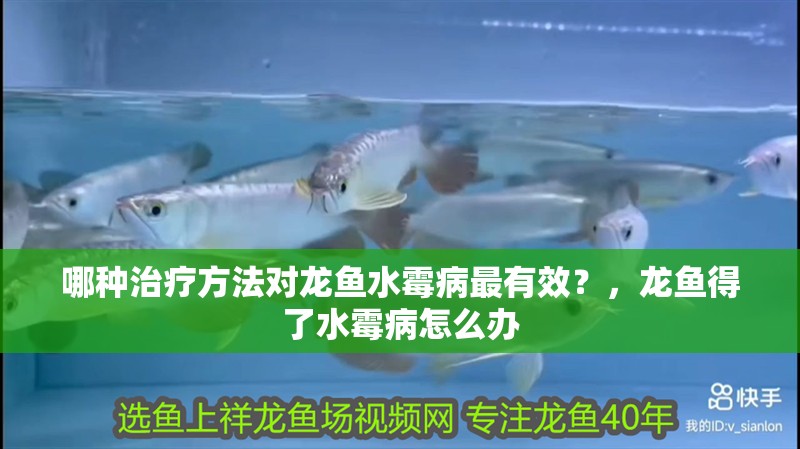 哪種治療方法對龍魚水霉病最有效？，龍魚得了水霉病怎么辦 哪種治療方法對龍魚水霉病最有效？，龍魚得了水霉病怎么辦 龍魚百科