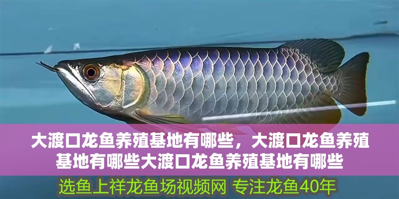 大渡口龍魚養殖基地有哪些，大渡口龍魚養殖基地有哪些大渡口龍魚養殖基地有哪些 大渡口龍魚養殖基地有哪些，大渡口龍魚養殖基地有哪些大渡口龍魚養殖基地有哪些 龍魚百科