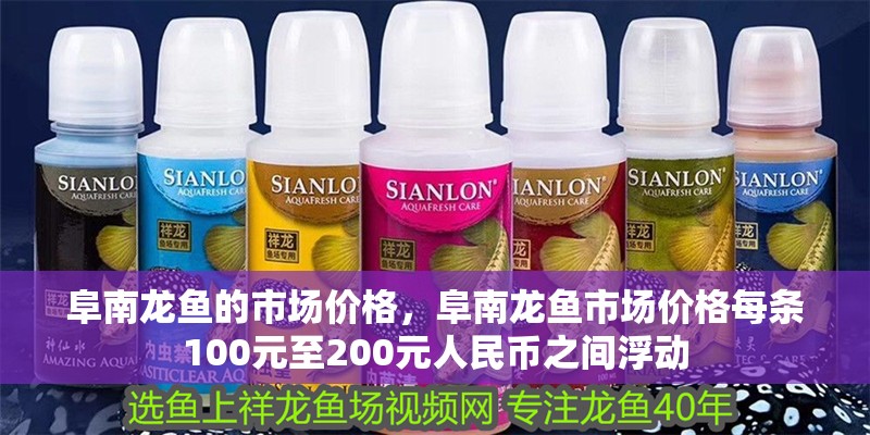 阜南龍魚的市場價格，阜南龍魚市場價格每條100元至200元人民幣之間浮動 阜南龍魚的市場價格，阜南龍魚市場價格每條100元至200元人民幣之間浮動 龍魚百科
