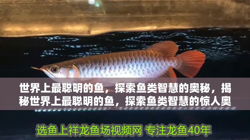 世界上最聰明的魚(yú)，探索魚(yú)類智慧的奧秘，揭秘世界上最聰明的魚(yú)，探索魚(yú)類智慧的驚人奧秘