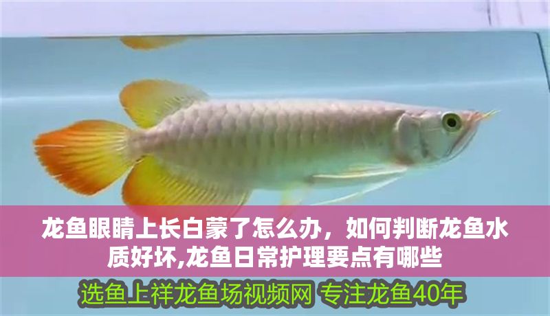 龍魚眼睛上長白蒙了怎么辦，如何判斷龍魚水質好壞,龍魚日常護理要點有哪些
