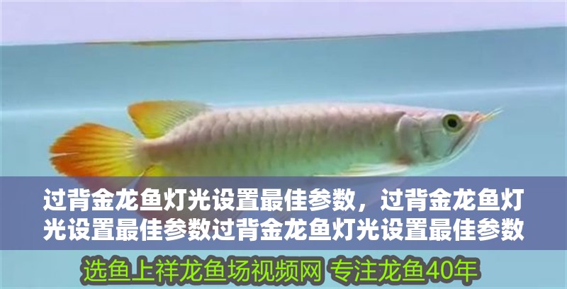 龍魚干蝦有營養嗎 過背金龍魚燈光設置最佳參數,過背金龍魚燈光設置最佳參數過背金龍魚燈光設置最佳參數 龍魚百科 過背金龍魚燈光設置最佳參數,過背金龍魚燈光設置最佳參數過背金龍魚燈光設置最佳參數 過背金龍魚燈光設置最佳參數,過背金龍魚燈光設置最佳參數過背金龍魚燈光設置最佳參數 龍魚百科