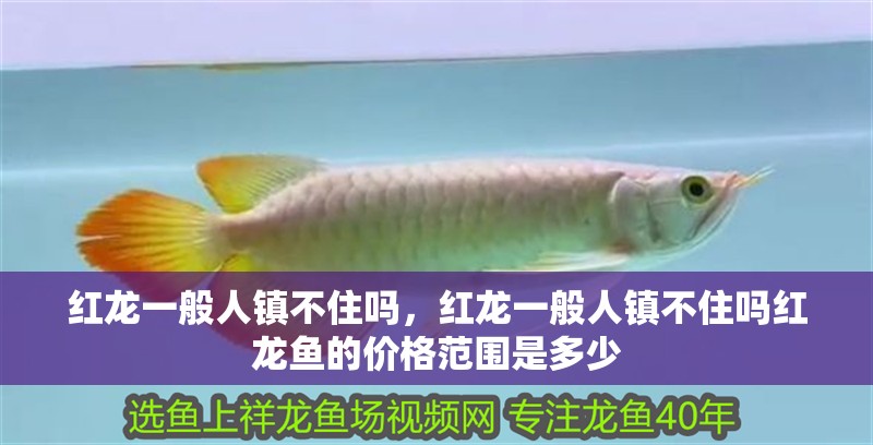 紅龍一般人鎮(zhèn)不住嗎，紅龍一般人鎮(zhèn)不住嗎紅龍魚(yú)的價(jià)格范圍是多少
