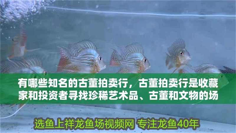 龍魚干蝦有營養嗎 有哪些知名的古董拍賣行,古董拍賣行是收藏家和投資者尋找珍稀藝術品、古董和文物的場所 龍魚百科 有哪些知名的古董拍賣行,古董拍賣行是收藏家和投資者尋找珍稀藝術品、古董和文物的場所 有哪些知名的古董拍賣行,古董拍賣行是收藏家和投資者尋找珍稀藝術品、古董和文物的場所 龍魚百科