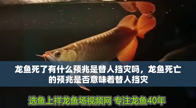 龍魚死了有什么預兆是替人擋災嗎，龍魚死亡的預兆是否意味著替人擋災
