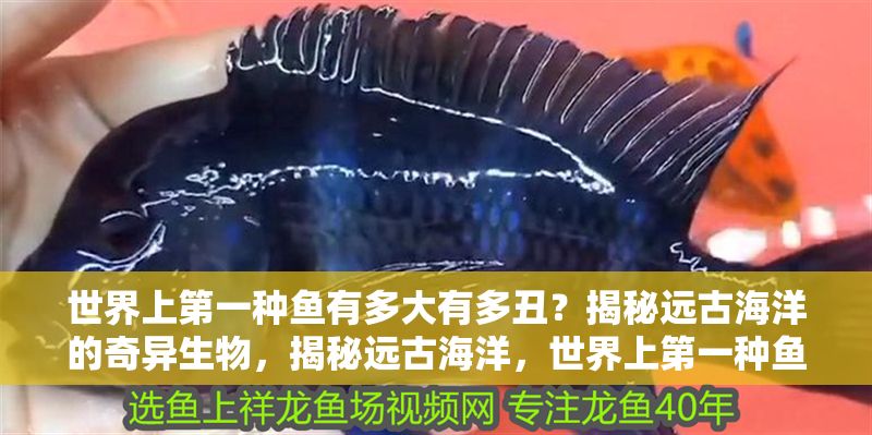 世界上第一種魚有多大有多丑？揭秘遠古海洋的奇異生物，揭秘遠古海洋，世界上第一種魚究竟有多大、多丑？ 世界上第一種魚有多大有多丑？揭秘遠古海洋的奇異生物，揭秘遠古海洋，世界上第一種魚究竟有多大、多丑？ 龍魚百科 第1張