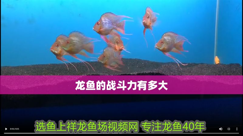 龍魚的戰斗力有多大