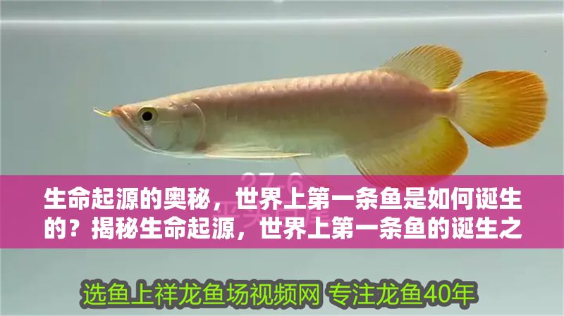 生命起源的奧秘,世界上第一條魚是如何誕生的?揭秘生命起源,世界上第一條魚的誕生之謎 龍魚百科 第1張 生命起源的奧秘,世界上第一條魚是如何誕生的?揭秘生命起源,世界上第一條魚的誕生之謎 生命起源的奧秘,世界上第一條魚是如何誕生的?揭秘生命起源,世界上第一條魚的誕生之謎 龍魚百科 第1張