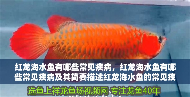 紅龍海水魚有哪些常見疾病，紅龍海水魚有哪些常見疾病及其簡要描述紅龍海水魚的常見疾病