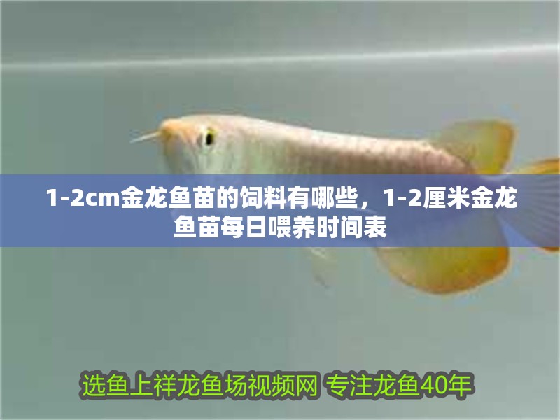 1-2cm金龍魚苗的飼料有哪些，1-2厘米金龍魚苗每日喂養時間表 1-2cm金龍魚苗的飼料有哪些，1-2厘米金龍魚苗每日喂養時間表 龍魚百科