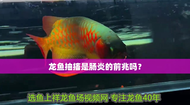 龍魚抽搐是腸炎的前兆嗎？