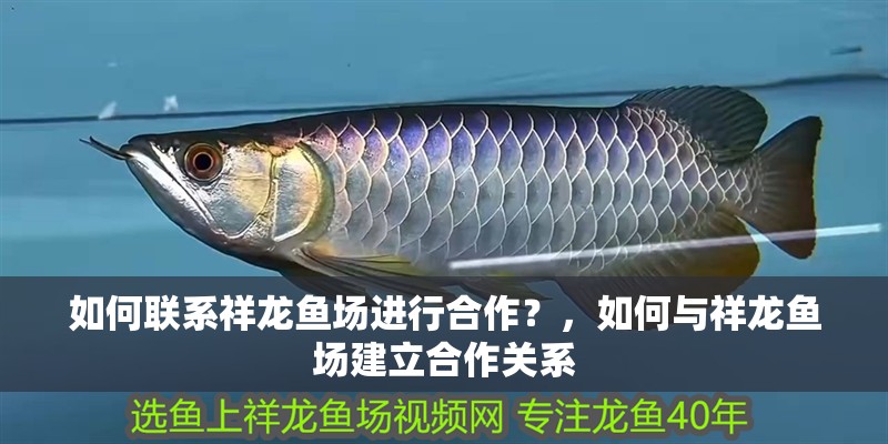 如何聯(lián)系祥龍魚場進(jìn)行合作？，如何與祥龍魚場建立合作關(guān)系