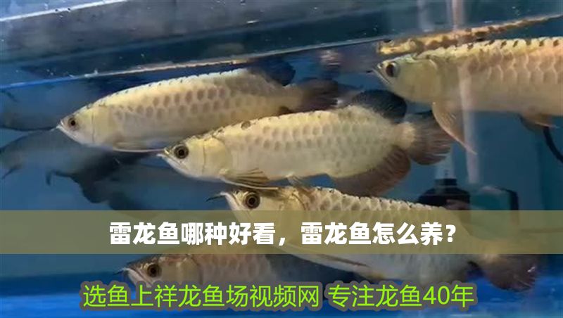 雷龍魚哪種好看，雷龍魚怎么養(yǎng)？