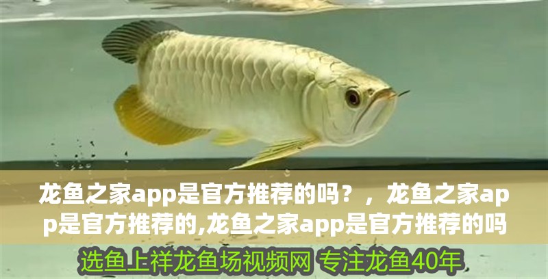 龍魚之家app是官方推薦的嗎？，龍魚之家app是官方推薦的,龍魚之家app是官方推薦的嗎