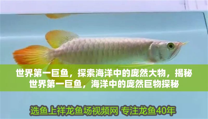 世界第一巨魚，探索海洋中的龐然大物，揭秘世界第一巨魚，海洋中的龐然巨物探秘