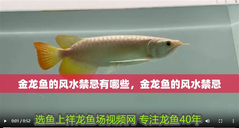 金龍魚的風水禁忌有哪些，金龍魚的風水禁忌