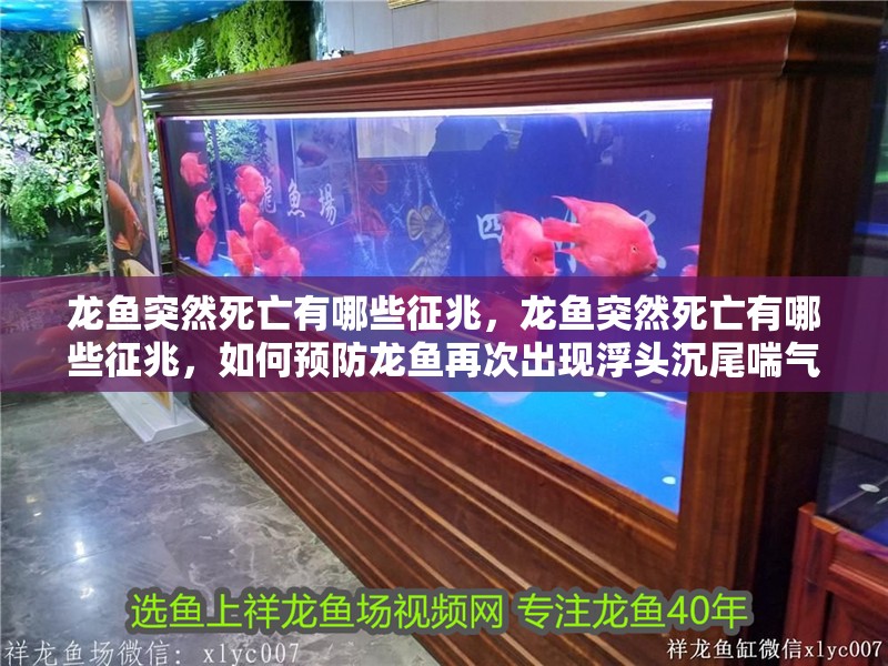 龍魚(yú)突然死亡有哪些征兆，龍魚(yú)突然死亡有哪些征兆，如何預(yù)防龍魚(yú)再次出現(xiàn)浮頭沉尾喘氣