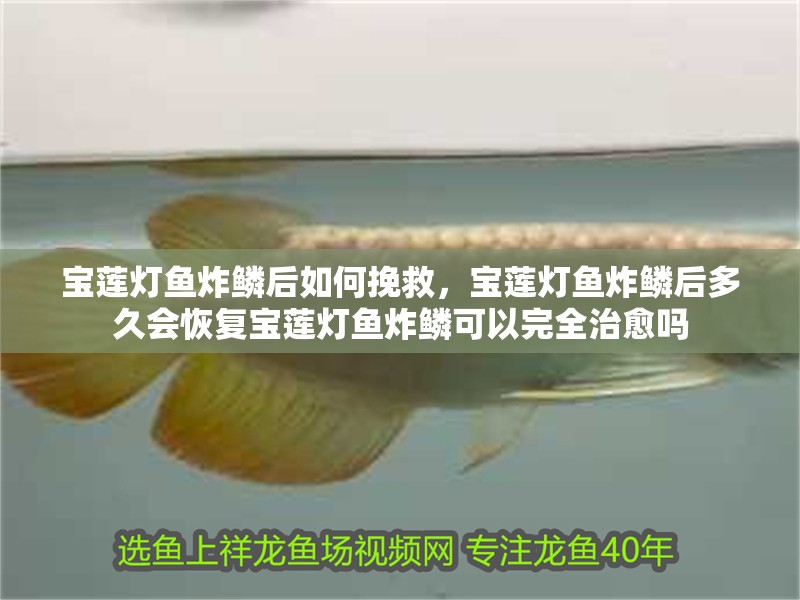 寶蓮燈魚炸鱗后如何挽救，寶蓮燈魚炸鱗后多久會恢復(fù)寶蓮燈魚炸鱗可以完全治愈嗎