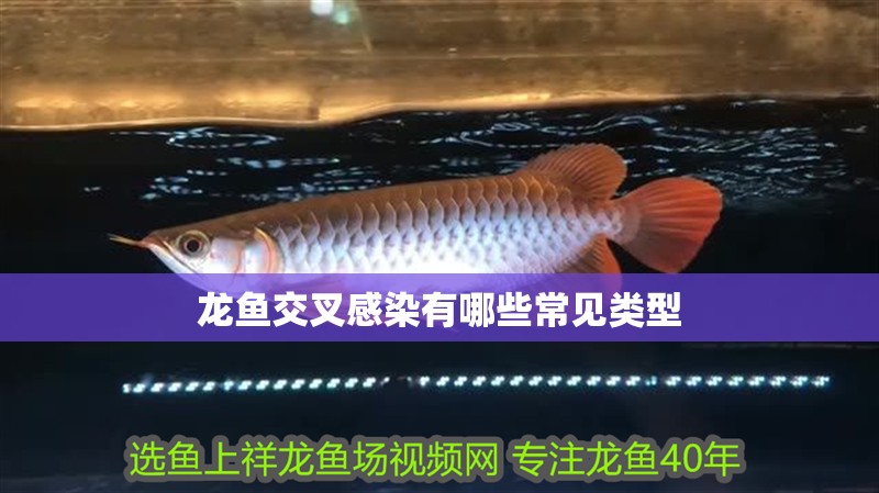 龍魚交叉感染有哪些常見類型