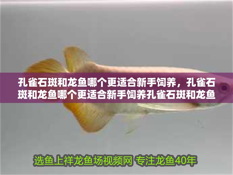 孔雀石斑和龍魚哪個更適合新手飼養，孔雀石斑和龍魚哪個更適合新手飼養孔雀石斑和龍魚 孔雀石斑和龍魚哪個更適合新手飼養，孔雀石斑和龍魚哪個更適合新手飼養孔雀石斑和龍魚 龍魚百科