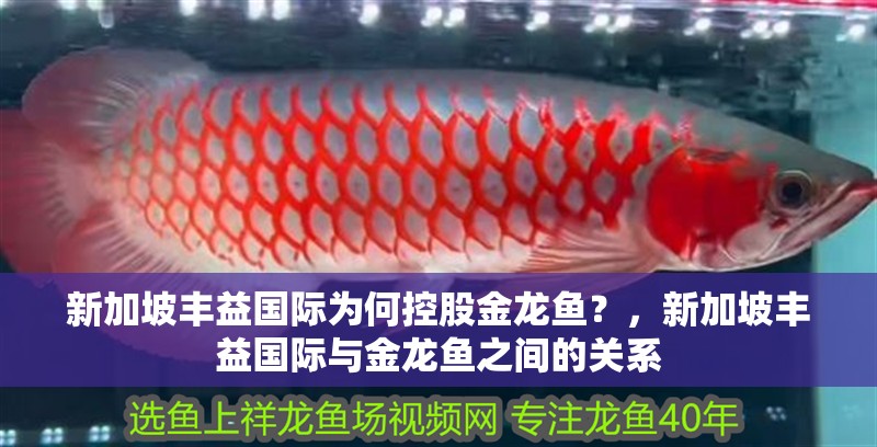 新加坡豐益國(guó)際為何控股金龍魚？，新加坡豐益國(guó)際與金龍魚之間的關(guān)系