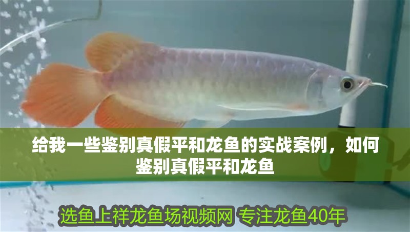 給我一些鑒別真假平和龍魚的實戰案例，如何鑒別真假平和龍魚