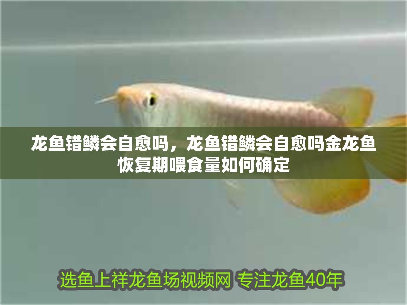 龍魚錯鱗會自愈嗎，龍魚錯鱗會自愈嗎金龍魚恢復期喂食量如何確定 龍魚錯鱗會自愈嗎，龍魚錯鱗會自愈嗎金龍魚恢復期喂食量如何確定 龍魚百科