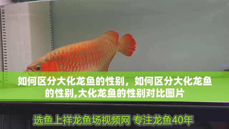 如何區分大化龍魚的性別，如何區分大化龍魚的性別,大化龍魚的性別對比圖片