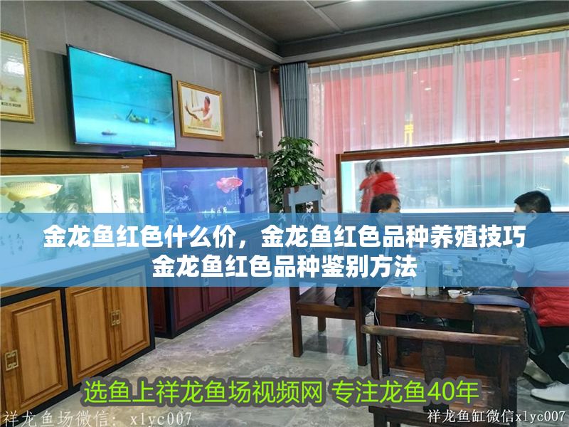 金龍魚紅色什么價，金龍魚紅色品種養殖技巧金龍魚紅色品種鑒別方法
