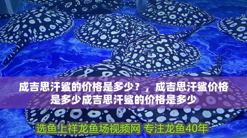 成吉思汗鯊的價格是多少？，成吉思汗鯊價格是多少成吉思汗鯊的價格是多少