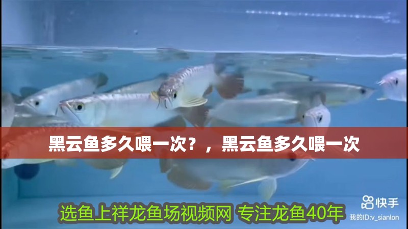 黑云魚多久喂一次？，黑云魚多久喂一次