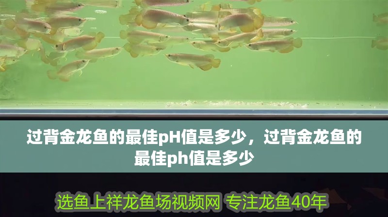 過背金龍魚的最佳pH值是多少，過背金龍魚的最佳ph值是多少