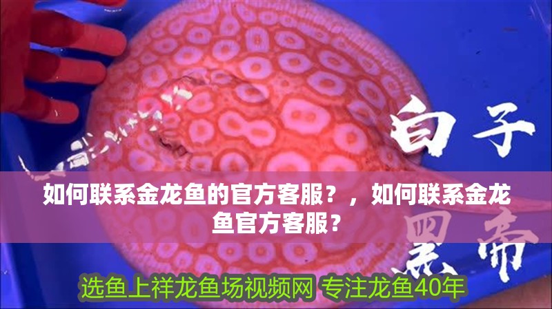 如何聯系金龍魚的官方客服？，如何聯系金龍魚官方客服？ 如何聯系金龍魚的官方客服？，如何聯系金龍魚官方客服？ 龍魚百科