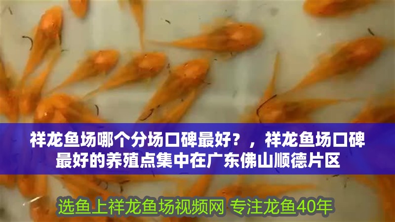 祥龍魚場哪個分場口碑最好？，祥龍魚場口碑最好的養殖點集中在廣東佛山順德片區