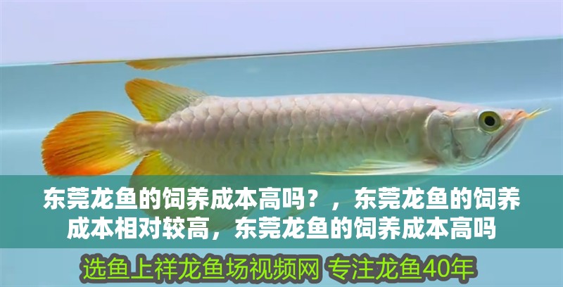 東莞龍魚的飼養(yǎng)成本高嗎？，東莞龍魚的飼養(yǎng)成本相對(duì)較高，東莞龍魚的飼養(yǎng)成本高嗎