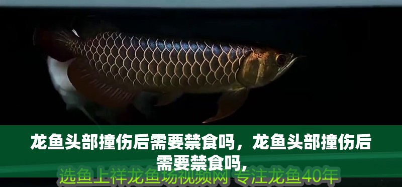 龍魚頭部撞傷后需要禁食嗎，龍魚頭部撞傷后需要禁食嗎,