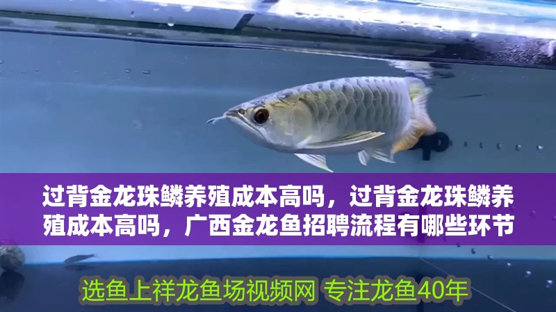 過背金龍珠鱗養殖成本高嗎，過背金龍珠鱗養殖成本高嗎，廣西金龍魚招聘流程有哪些環節？ 過背金龍珠鱗養殖成本高嗎，過背金龍珠鱗養殖成本高嗎，廣西金龍魚招聘流程有哪些環節？ 龍魚百科