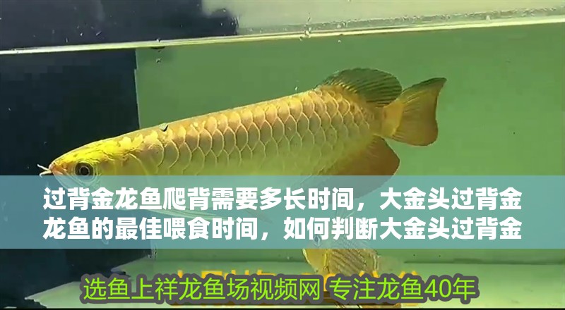 過背金龍魚爬背需要多長時間，大金頭過背金龍魚的最佳喂食時間，如何判斷大金頭過背金龍魚是否健康？