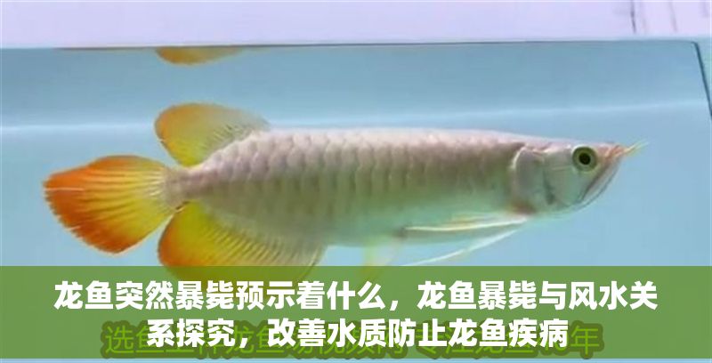 龍魚突然暴斃預示著什么，龍魚暴斃與風水關系探究，改善水質防止龍魚疾病