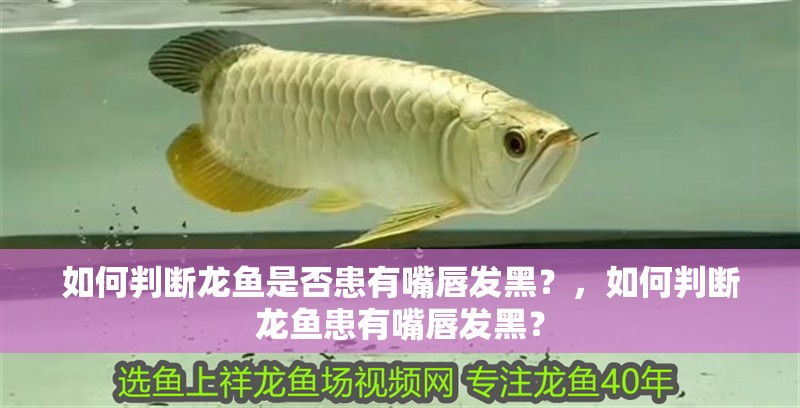 如何判斷龍魚是否患有嘴唇發黑？，如何判斷龍魚患有嘴唇發黑？