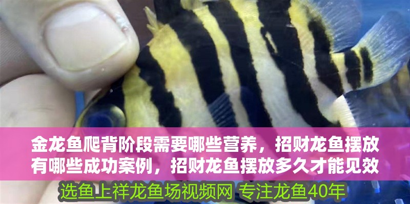 魚缸過濾器選購指南:自制魚缸過濾器魚缸上置過濾器對于養魚愛好者的必備知識 金龍魚爬背階段需要哪些營養,招財龍魚擺放有哪些成功案例,招財龍魚擺放多久才能見效? 龍魚百科 金龍魚爬背階段需要哪些營養,招財龍魚擺放有哪些成功案例,招財龍魚擺放多久才能見效? 金龍魚爬背階段需要哪些營養,招財龍魚擺放有哪些成功案例,招財龍魚擺放多久才能見效? 龍魚百科