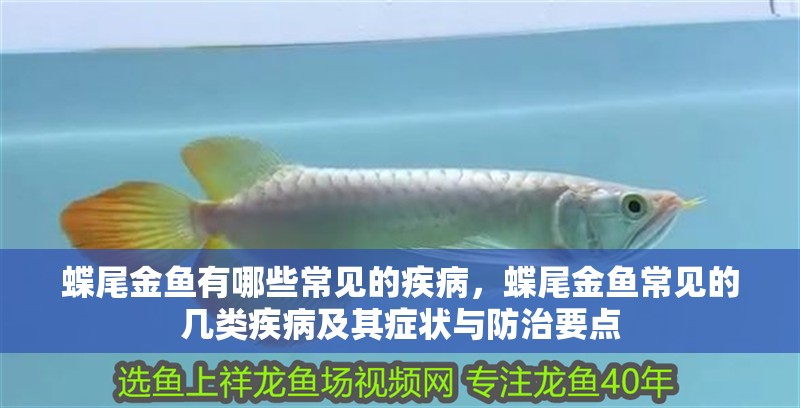 蝶尾金魚有哪些常見的疾病，蝶尾金魚常見的幾類疾病及其癥狀與防治要點 蝶尾金魚有哪些常見的疾病，蝶尾金魚常見的幾類疾病及其癥狀與防治要點 龍魚百科