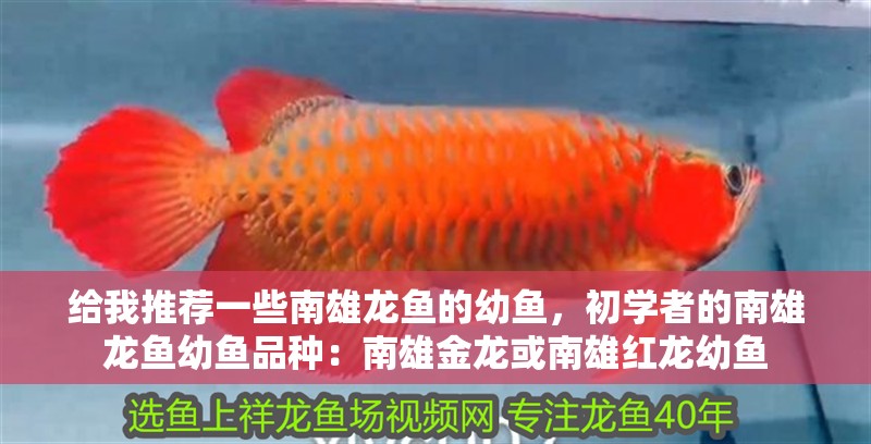 龍魚干蝦有營養嗎 給我推薦一些南雄龍魚的幼魚,初學者的南雄龍魚幼魚品種:南雄金龍或南雄紅龍幼魚 龍魚百科 給我推薦一些南雄龍魚的幼魚,初學者的南雄龍魚幼魚品種:南雄金龍或南雄紅龍幼魚 給我推薦一些南雄龍魚的幼魚,初學者的南雄龍魚幼魚品種:南雄金龍或南雄紅龍幼魚 龍魚百科