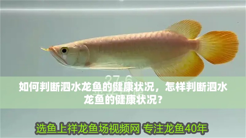 如何判斷泗水龍魚的健康狀況，怎樣判斷泗水龍魚的健康狀況？ 如何判斷泗水龍魚的健康狀況，怎樣判斷泗水龍魚的健康狀況？ 龍魚百科