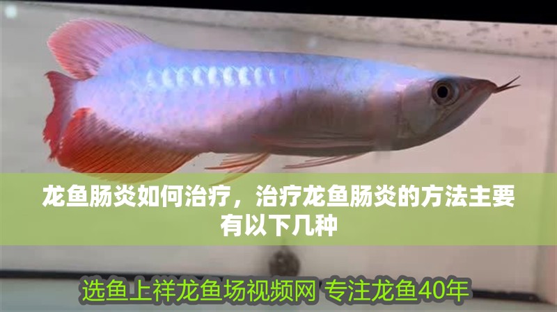 龍魚腸炎如何治療，治療龍魚腸炎的方法主要有以下幾種