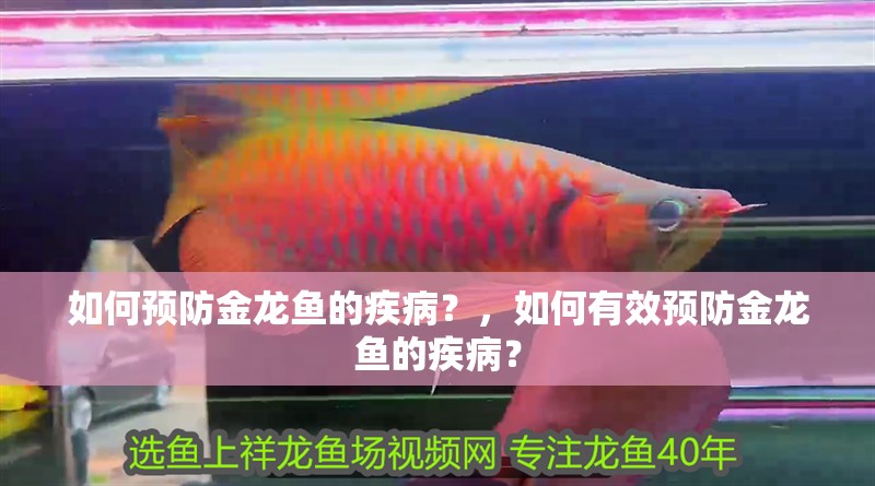 如何預防金龍魚的疾病？，如何有效預防金龍魚的疾病？