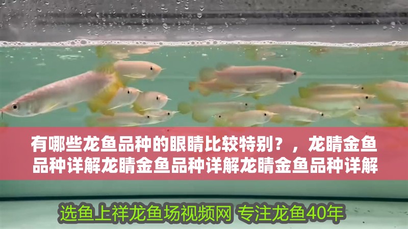 有哪些龍魚品種的眼睛比較特別？，龍睛金魚品種詳解龍睛金魚品種詳解龍睛金魚品種詳解 有哪些龍魚品種的眼睛比較特別？，龍睛金魚品種詳解龍睛金魚品種詳解龍睛金魚品種詳解 龍魚百科