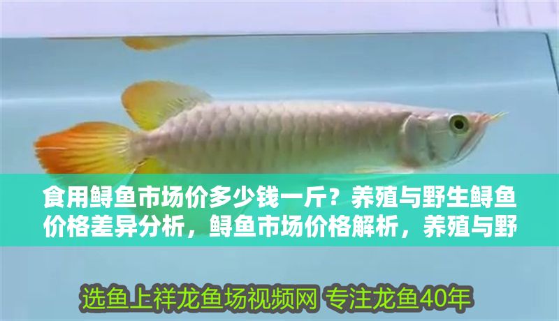 食用鱘魚市場價多少錢一斤？養殖與野生鱘魚價格差異分析，鱘魚市場價格解析，養殖與野生品種每斤差價對比