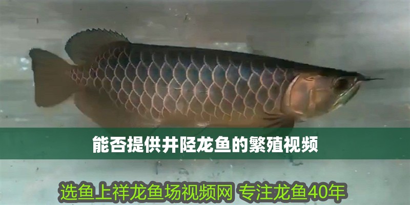 能否提供井陘龍魚的繁殖視頻